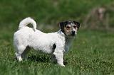 JACK RUSSEL 051